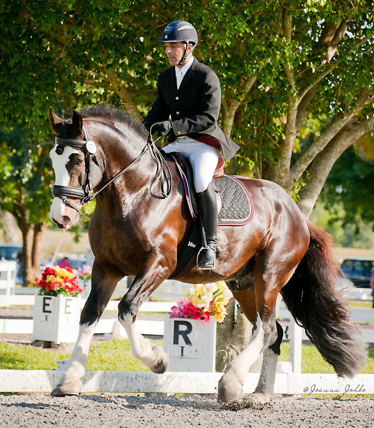 Mufasa x - Shire Horse Dressage Stallion @Silver Drache Farm